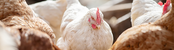 TNAC-Newsletter-Image-Avian-Flu