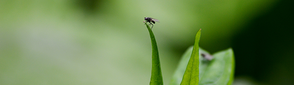 TNAC-Newsletter-Image_Tiny-Black-Fly