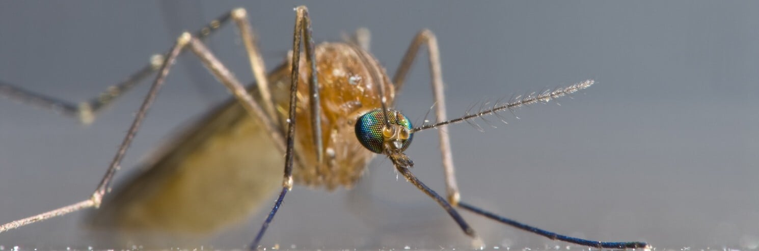 Mosquito iStock-123084814
