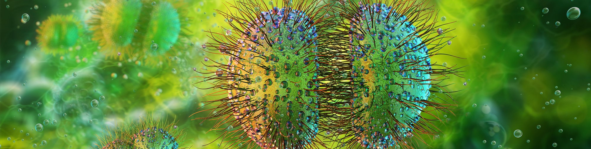 Neisseria meningitidis