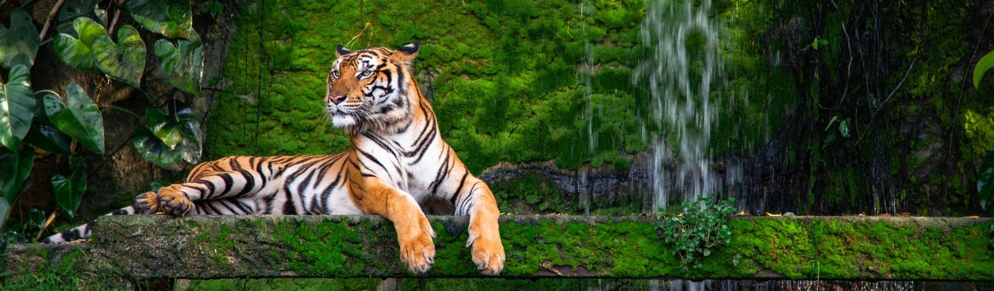 Thailand Tiger -1152381066 CROPPED