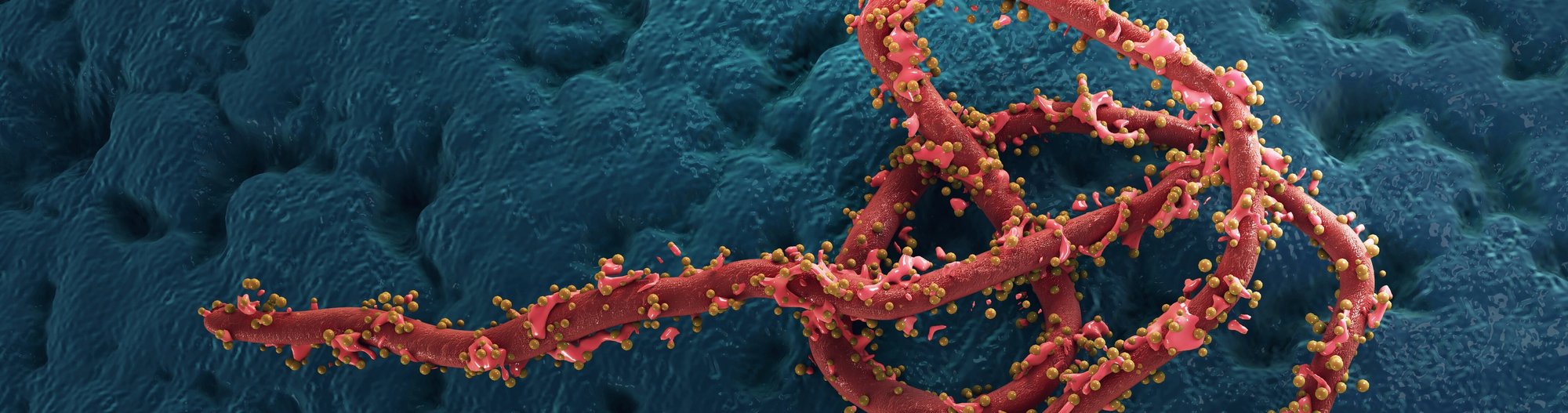 ebola cropped